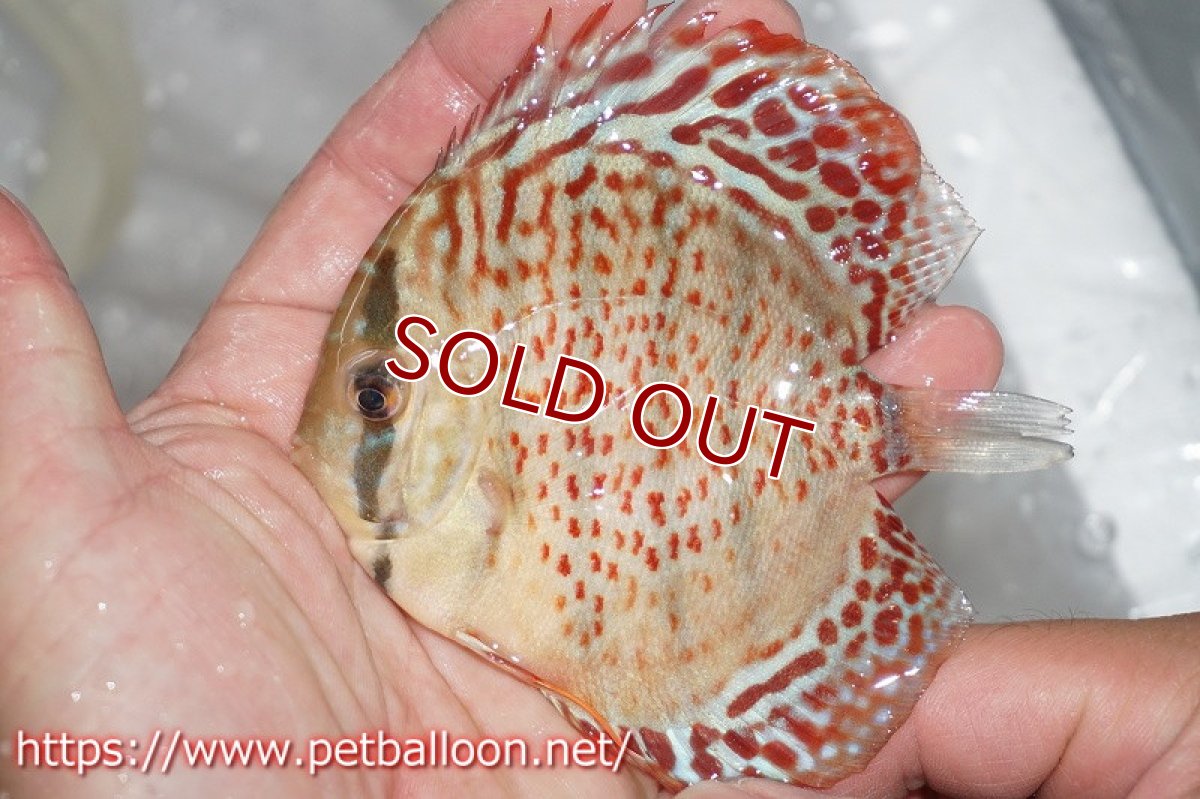 画像3: 【ディスカス】キングコブラ×ロイヤルグリーン【５匹】【サンプル画像】7-8cm（生体）ペナン　ブリーダーTAN CHEE LOK (3)