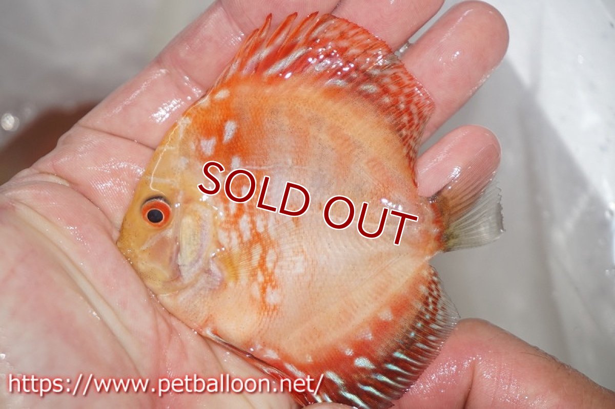 画像3: 【ディスカス】レッドマップスパンダ 【３匹】【サンプル画像】6-7cm（生体）ペナン　ブリーダーTAN CHEE LOK (3)