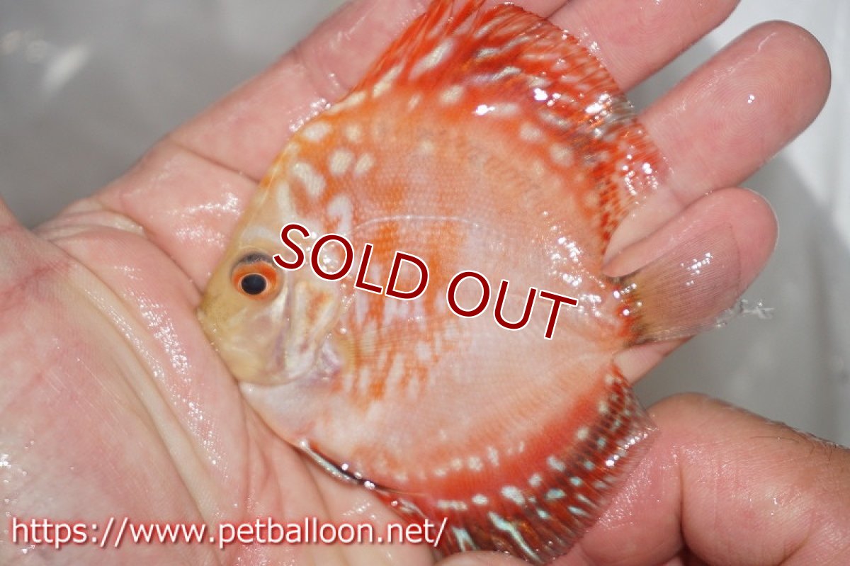 画像4: 【ディスカス】レッドマップスパンダ 【３匹】【サンプル画像】6-7cm（生体）ペナン　ブリーダーTAN CHEE LOK (4)