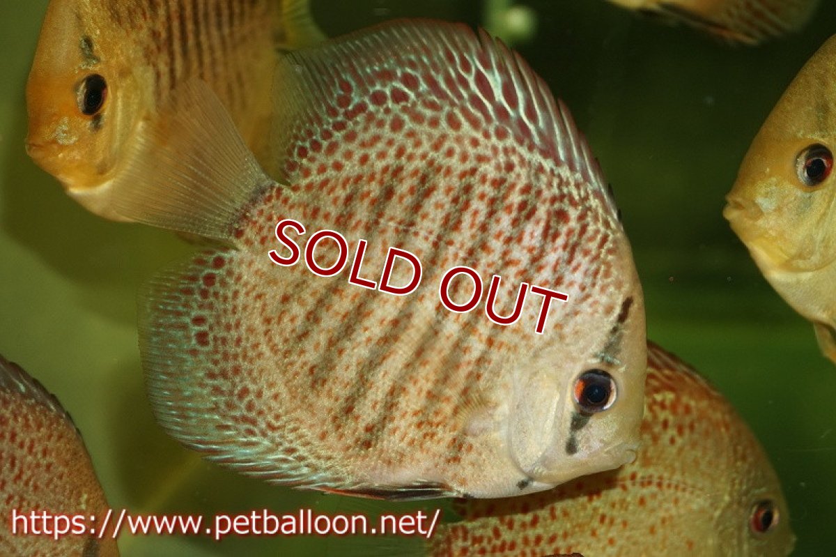 画像2: 【ディスカス】ブルーアナコンダ【１匹】【サンプル画像】6cm（生体）ペナン　ブリーダーTAN CHEE LOK (2)