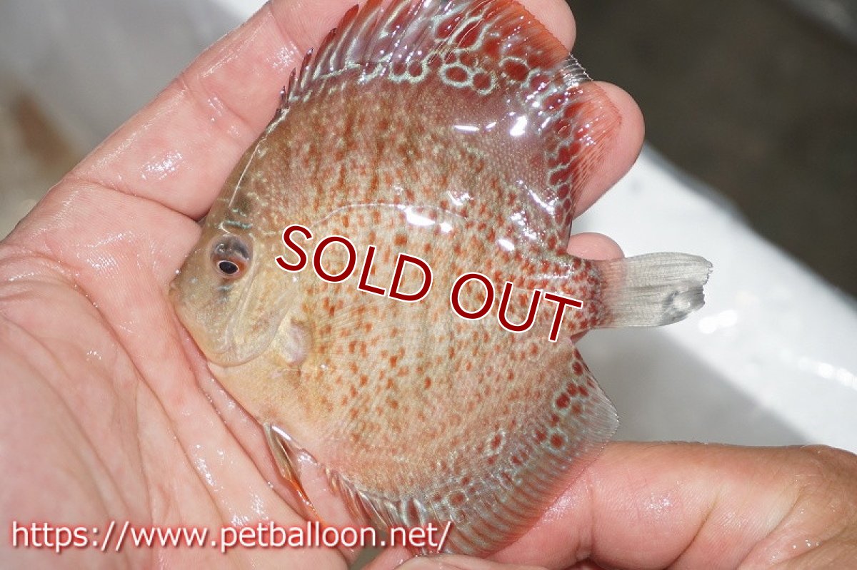 画像3: 【ディスカス】ブルーアナコンダ【３匹】【サンプル画像】6cm（生体）ペナン　ブリーダーTAN CHEE LOK (3)