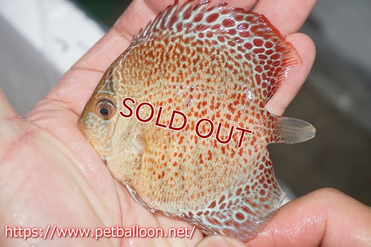 画像4: 【ディスカス】ブルーアナコンダ【５匹】【サンプル画像】6cm（生体）ペナン　ブリーダーTAN CHEE LOK (4)