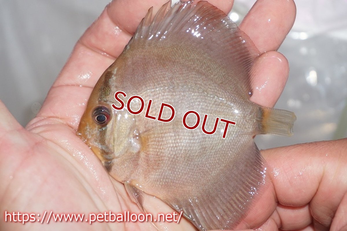 画像3: 【ディスカス】スーパーローズレッド【１匹】【サンプル画像】6-7cm（生体）ペナン　ブリーダーTAN CHEE LOK (3)