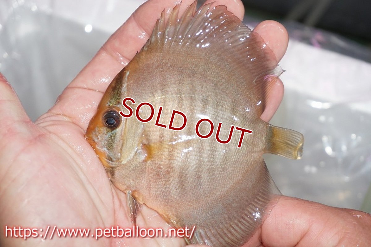 画像2: 【ディスカス】スーパーローズレッド【３匹】【サンプル画像】6-7cm（生体）ペナン　ブリーダーTAN CHEE LOK (2)