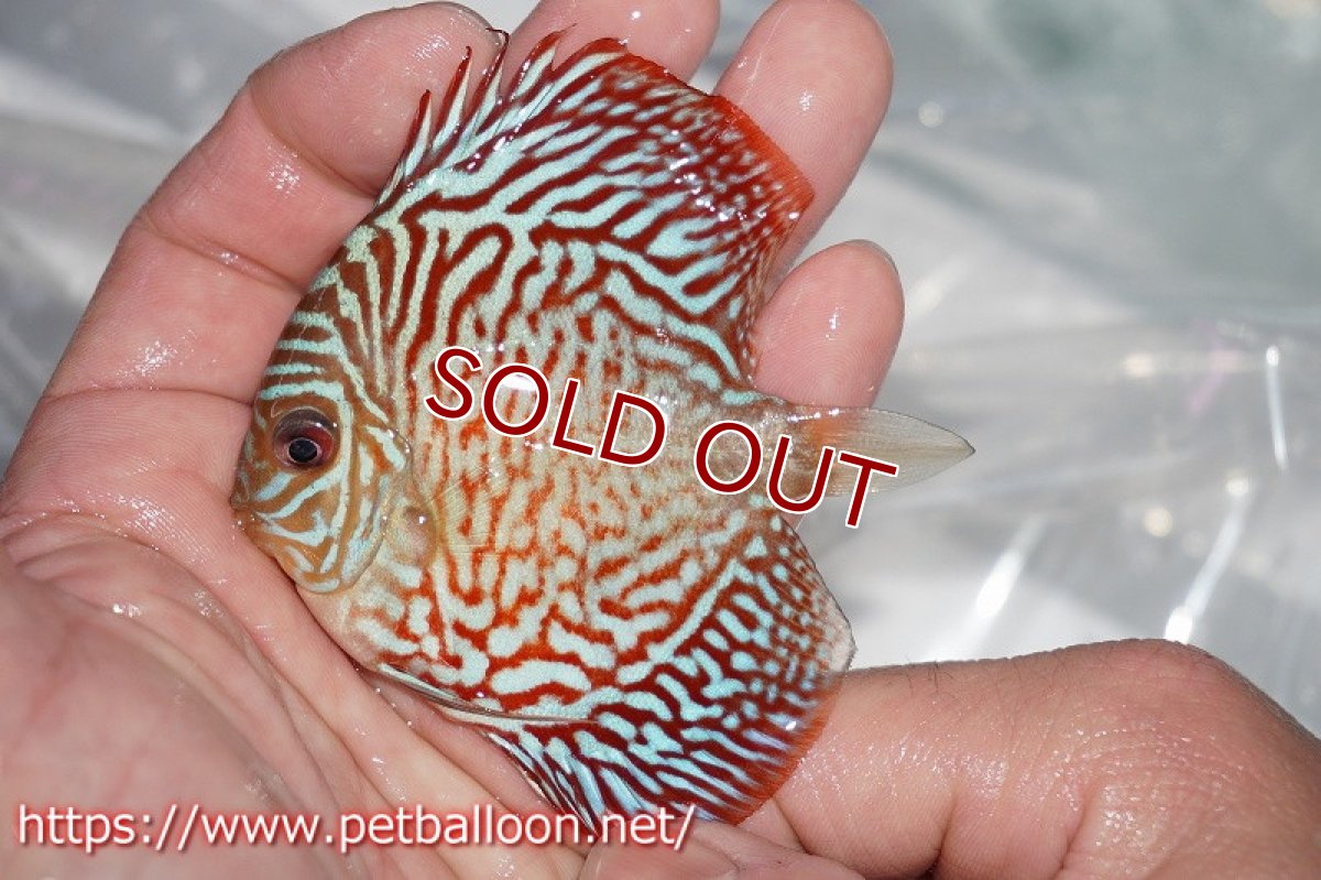 画像2: 【ディスカス】ハイボディタイガー【５匹】【サンプル画像】7cm（生体）ペナン　ブリーダー コイケンロック (2)