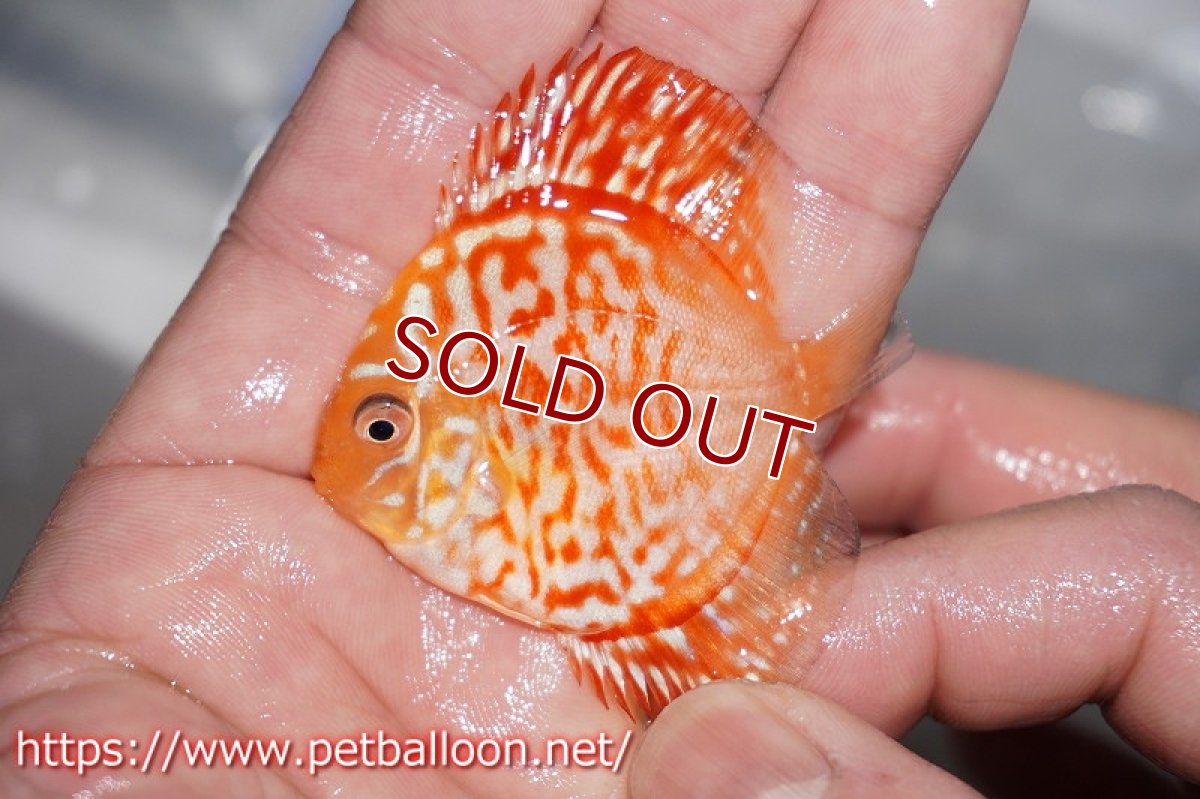 画像2: 【ディスカス】ハイボディレッドジャガー【３匹】【サンプル画像】5cm（生体）ペナン　ブリーダー コイケンロック (2)