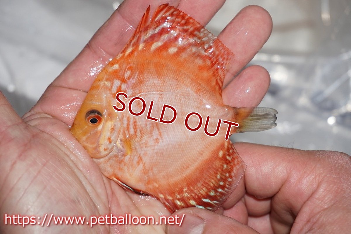 画像3: 【ディスカス】レッドマップスギャラクシー【１匹】【サンプル画像】6cm（生体）ペナン　ブリーダーTAN CHEE LOK (3)