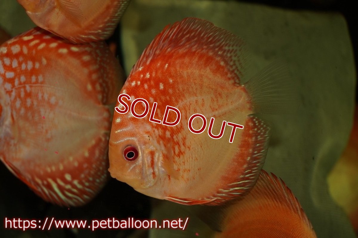 画像2: 【ディスカス】レッドマップスギャラクシー【３匹】【サンプル画像】6cm（生体）ペナン　ブリーダーTAN CHEE LOK (2)