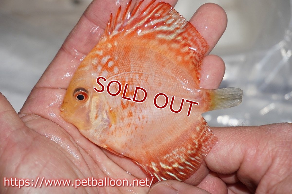 画像4: 【ディスカス】レッドマップスギャラクシー【３匹】【サンプル画像】6cm（生体）ペナン　ブリーダーTAN CHEE LOK (4)