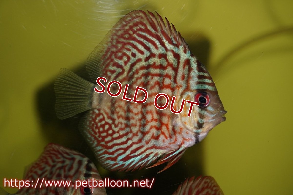 画像2: 【ディスカス】ギャラクシーターコイズ【１匹】【サンプル画像】6cm（生体）ペナン　ブリーダーTAN CHEE LOK (2)