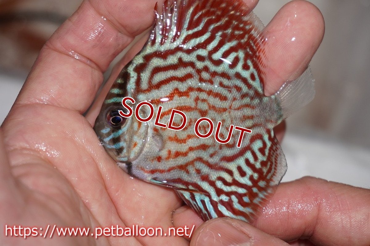 画像3: 【ディスカス】ギャラクシーターコイズ【１匹】【サンプル画像】6cm（生体）ペナン　ブリーダーTAN CHEE LOK (3)