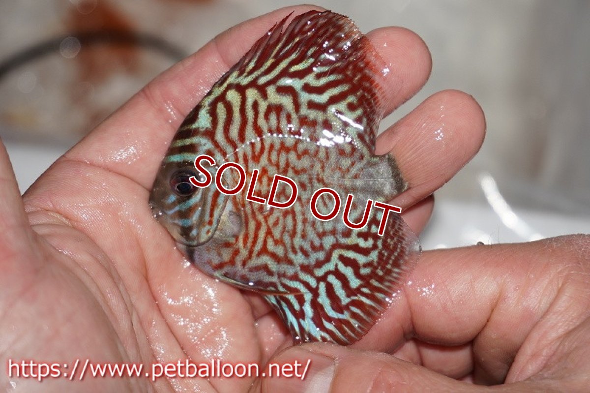 画像4: 【ディスカス】ギャラクシーターコイズ【１匹】【サンプル画像】6cm（生体）ペナン　ブリーダーTAN CHEE LOK (4)
