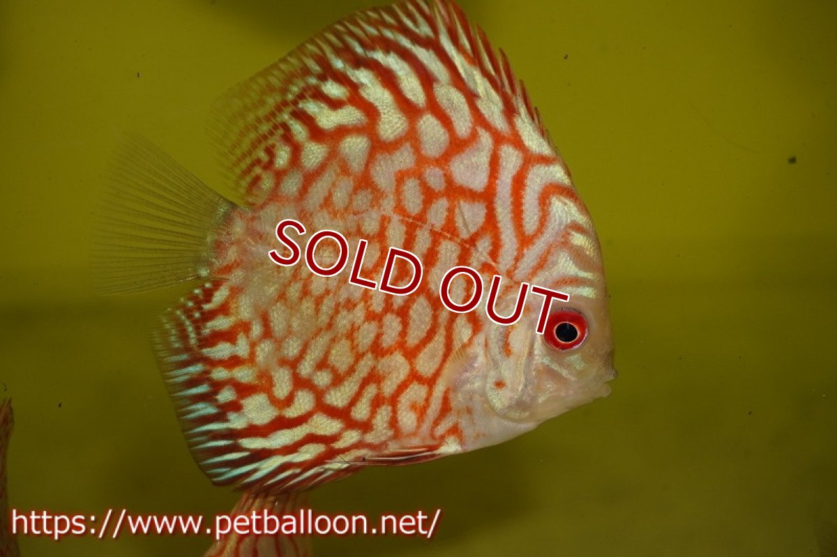 画像2: 【ディスカス】ゼブラレオパードピジョン【１匹】【サンプル画像】6cm（生体）ペナン　ブリーダーTAN CHEE LOK (2)