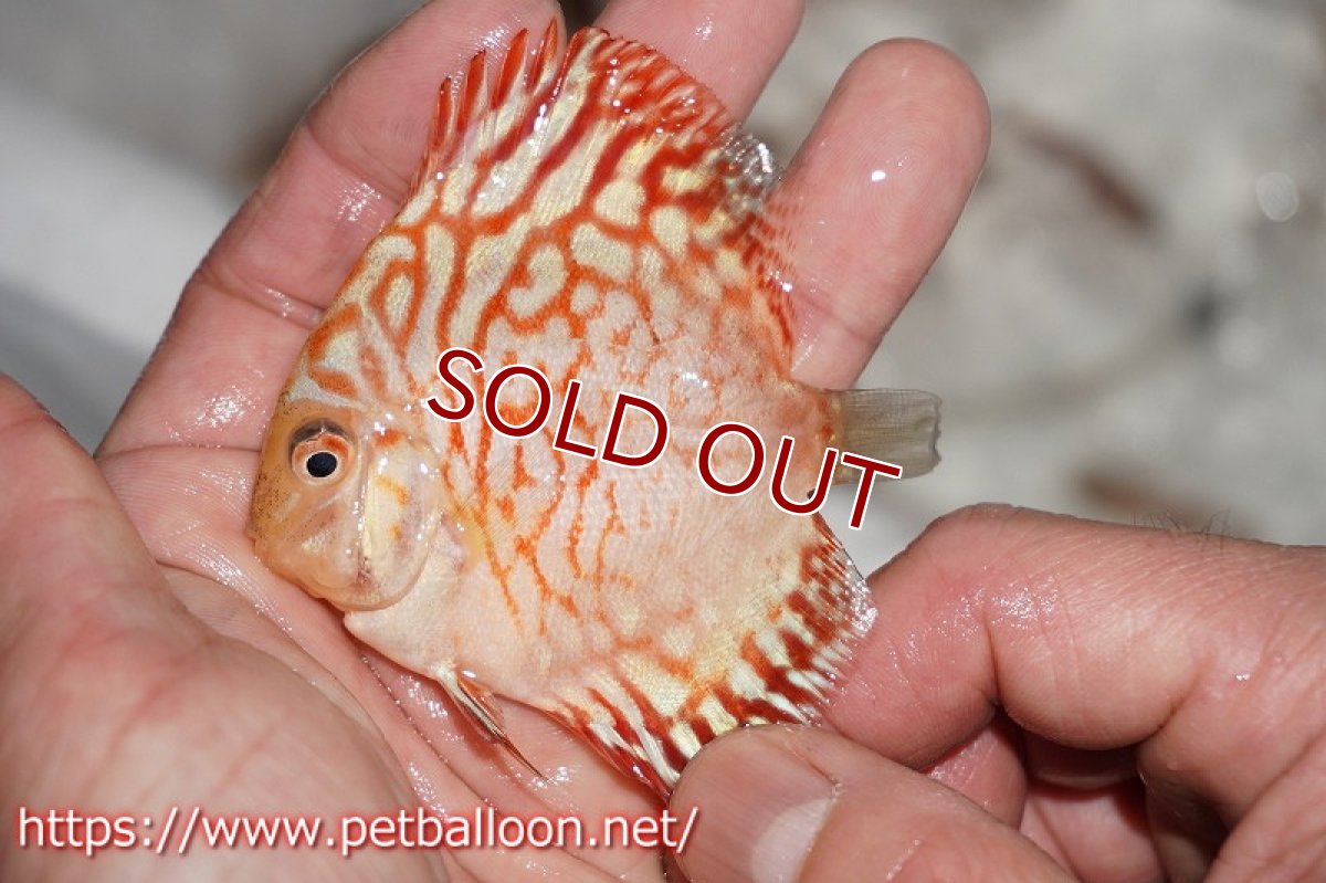 画像3: 【ディスカス】ゼブラレオパードピジョン【１匹】【サンプル画像】6cm（生体）ペナン　ブリーダーTAN CHEE LOK (3)