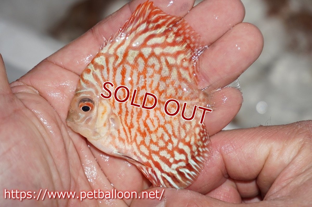 画像4: 【ディスカス】ゼブラレオパードピジョン【３匹】【サンプル画像】6cm（生体）ペナン　ブリーダーTAN CHEE LOK (4)