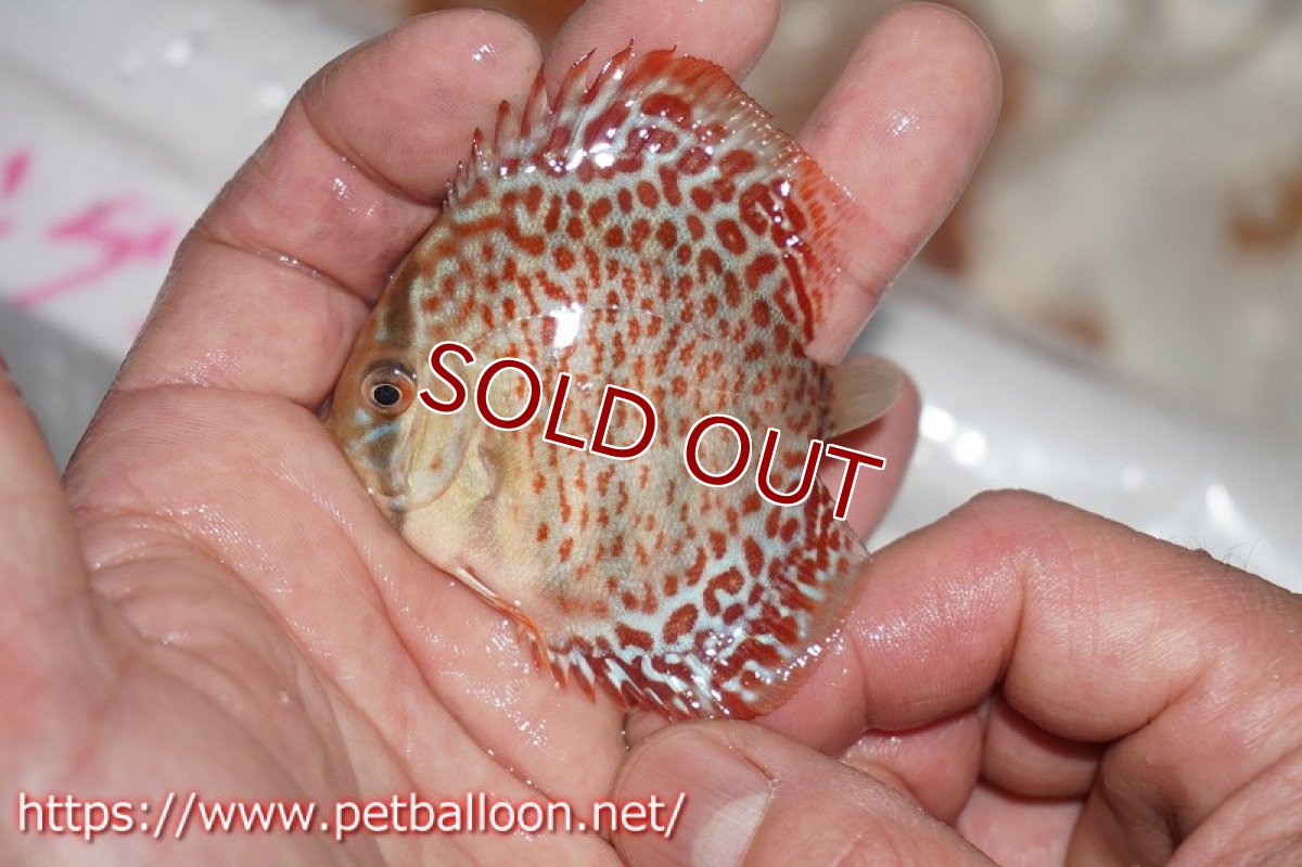 画像3: 【ディスカス】キングコブラレオパード【３匹】【サンプル画像】6cm（生体）ペナン　ブリーダーTAN CHEE LOK (3)