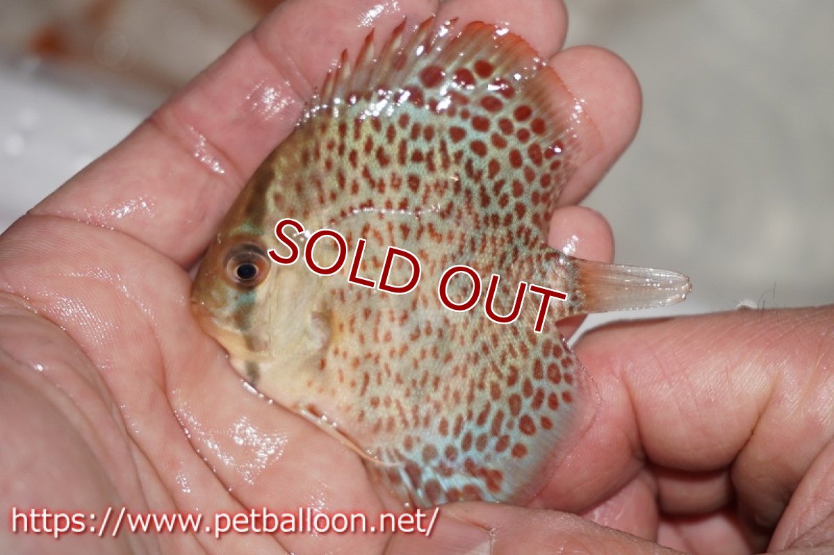 画像4: 【ディスカス】キングコブラレオパード【３匹】【サンプル画像】6cm（生体）ペナン　ブリーダーTAN CHEE LOK (4)