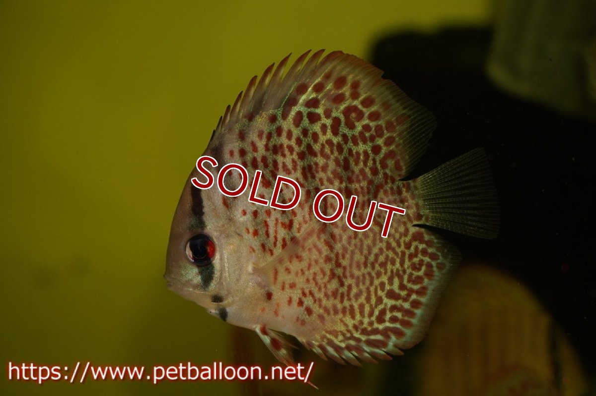 画像2: 【ディスカス】キングコブラレオパード【５匹】【サンプル画像】6cm（生体）ペナン　ブリーダーTAN CHEE LOK (2)