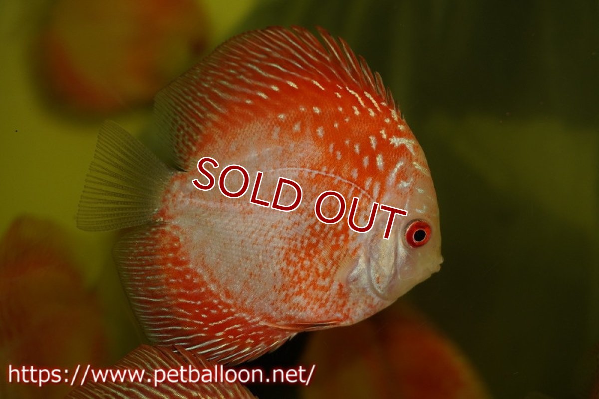 画像2: 【ディスカス】スパイダーマンピジョン【３匹】【サンプル画像】6cm（生体）ペナン　ブリーダーTAN CHEE LOK (2)