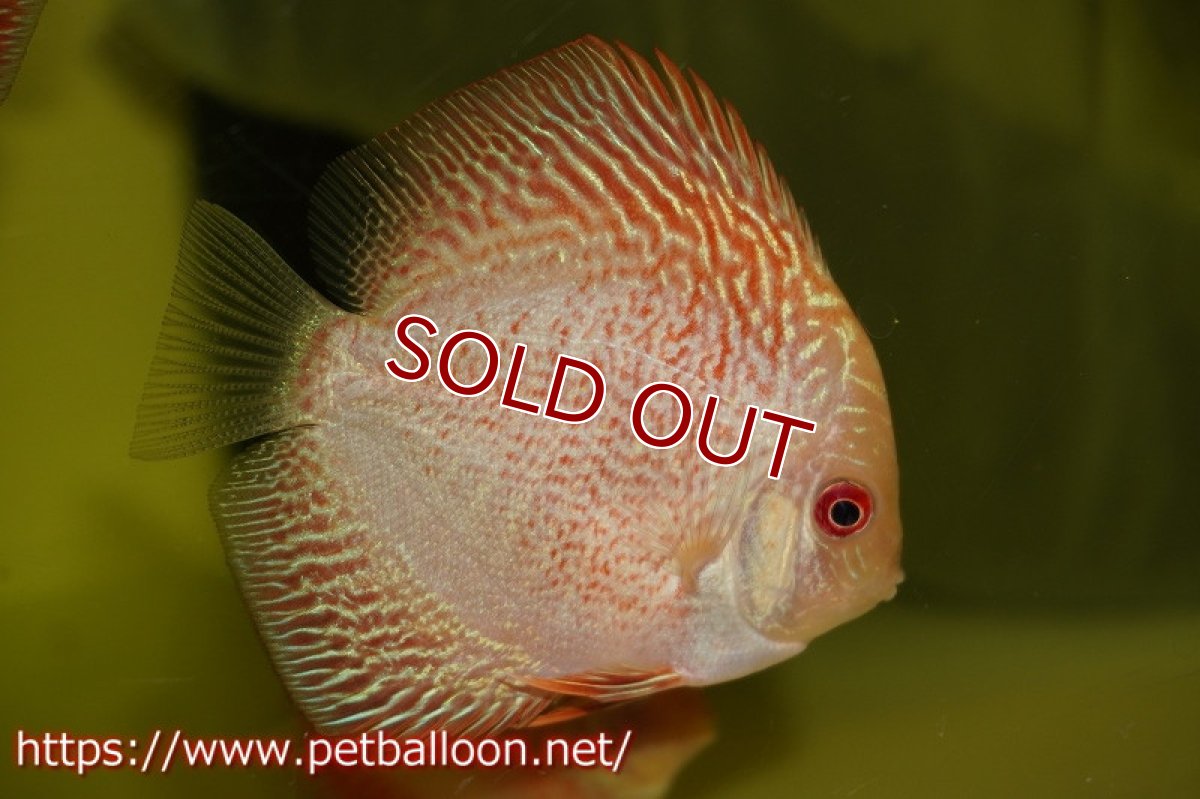 画像2: 【ディスカス】スパイダーマンピジョン【５匹】【サンプル画像】6cm（生体）ペナン　ブリーダーTAN CHEE LOK (2)