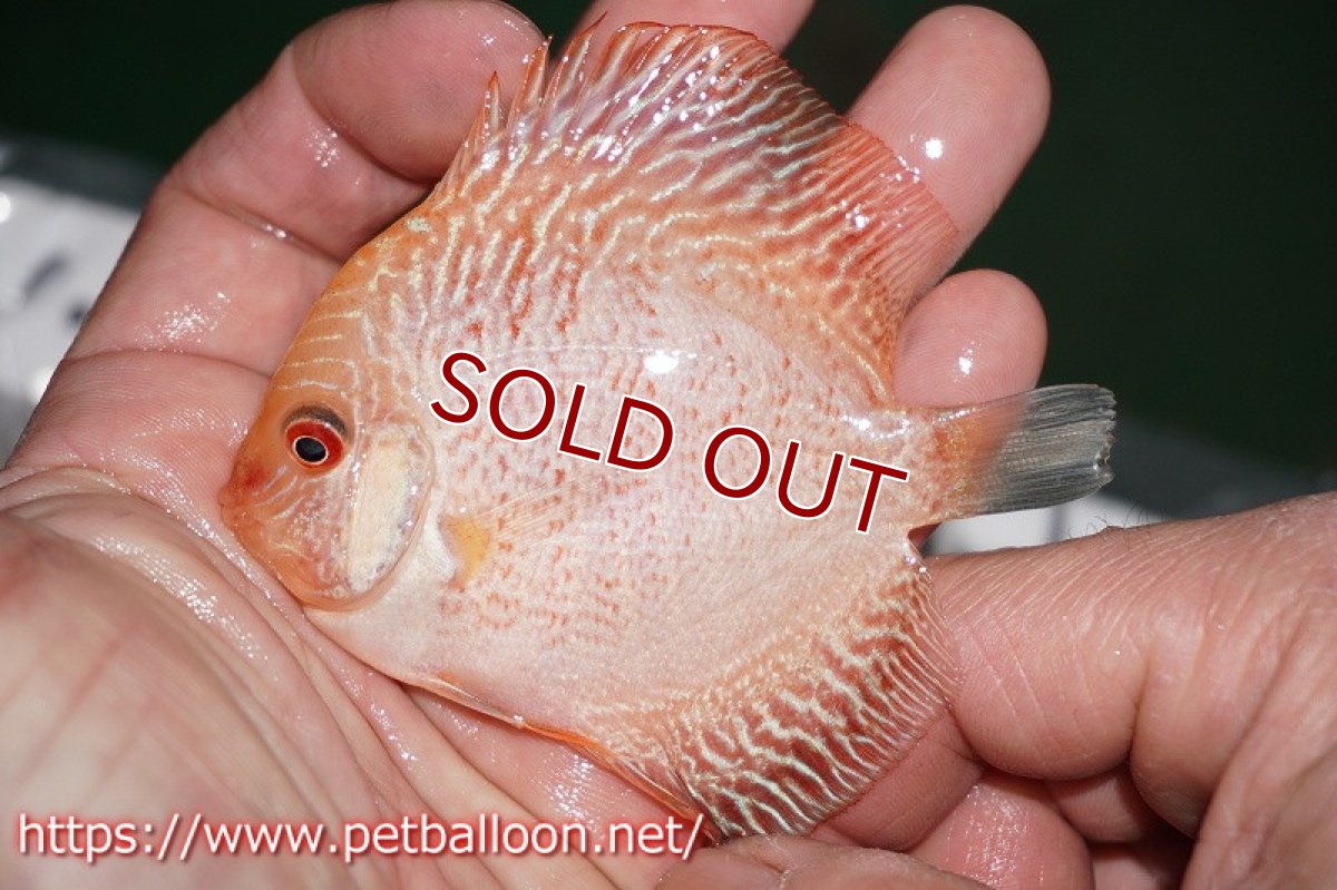 画像3: 【ディスカス】スパイダーマンピジョン【５匹】【サンプル画像】6cm（生体）ペナン　ブリーダーTAN CHEE LOK (3)