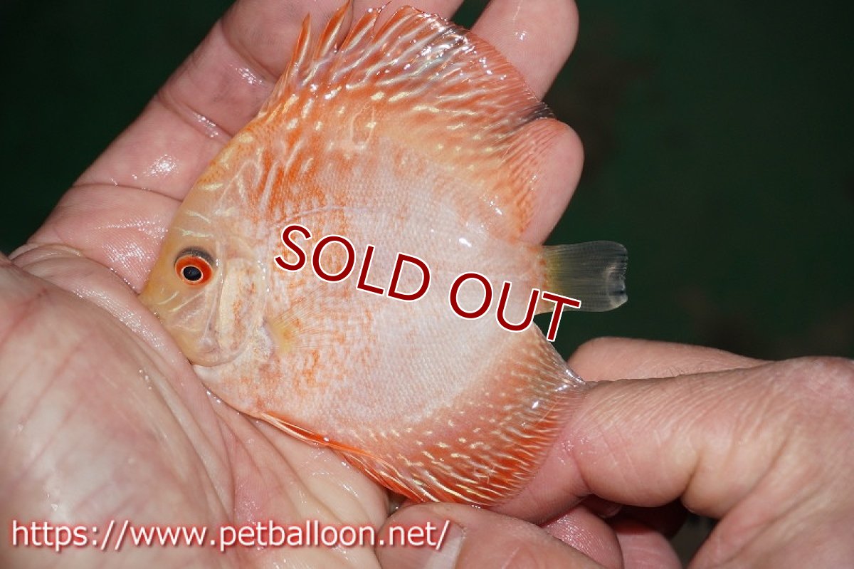 画像4: 【ディスカス】スパイダーマンピジョン【５匹】【サンプル画像】6cm（生体）ペナン　ブリーダーTAN CHEE LOK (4)