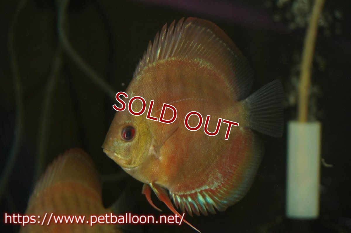 画像2: 【ディスカス】2022ワイルドクロススーパーレッド【１匹】【サンプル画像】8-9cm（生体）国産ディスカス　京都産 (2)