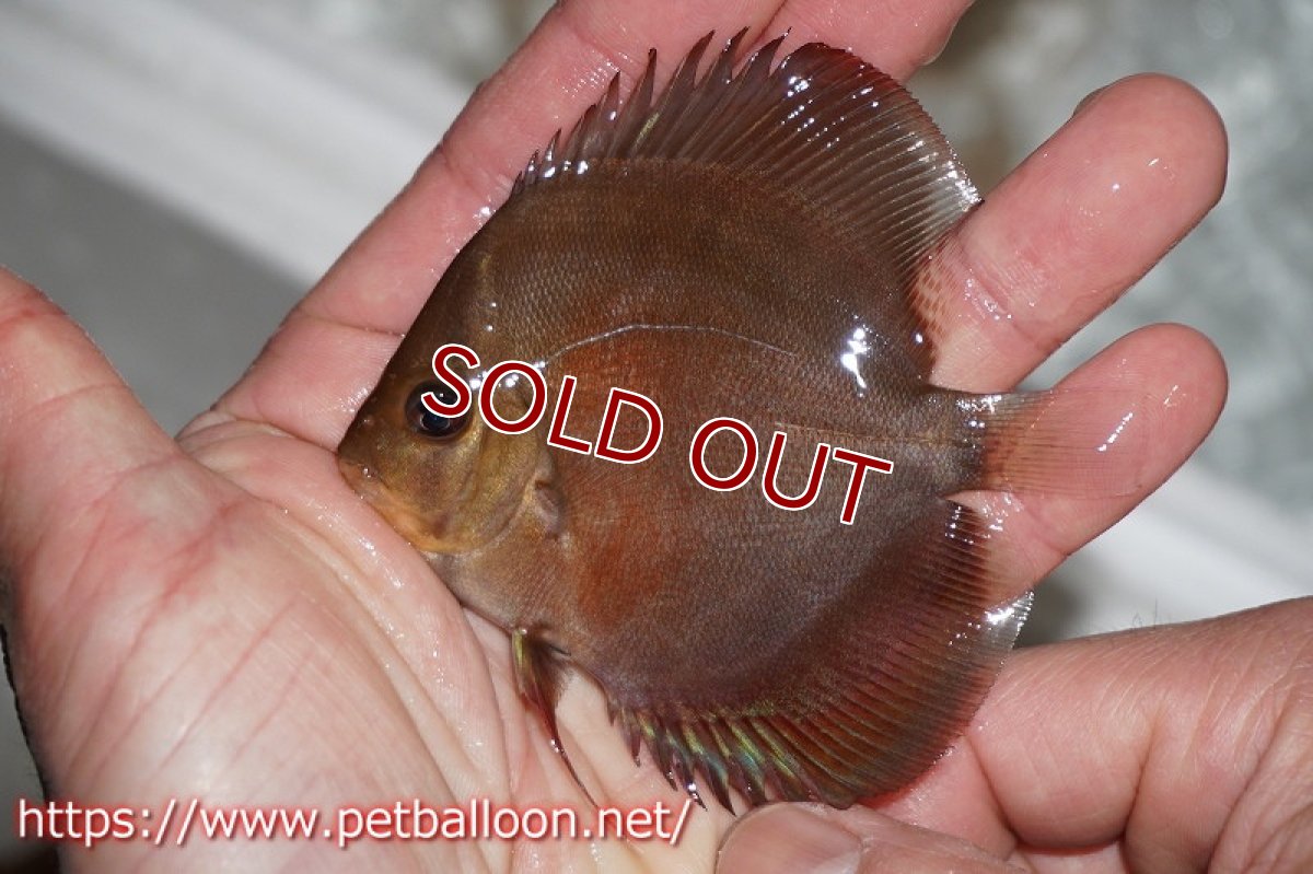 画像3: 【ディスカス】2022ワイルドクロススーパーレッド【１匹】【サンプル画像】8-9cm（生体）国産ディスカス　京都産 (3)