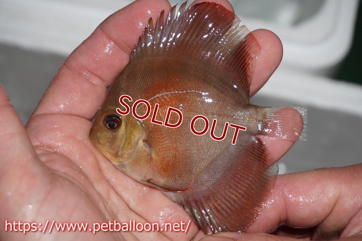 画像4: 【ディスカス】2022ワイルドクロススーパーレッド【１匹】【サンプル画像】8-9cm（生体）国産ディスカス　京都産 (4)
