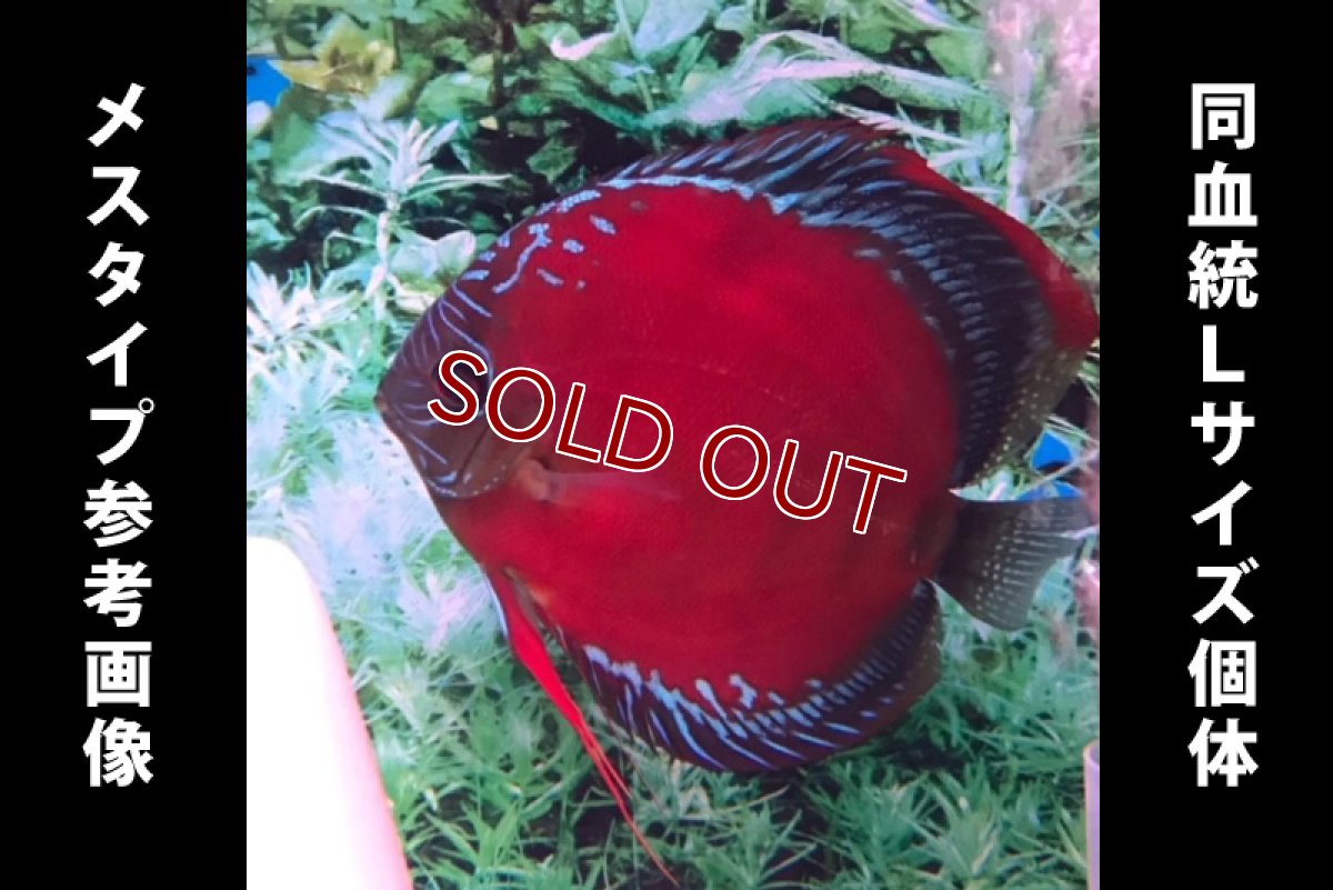 画像7: 【ディスカス】2022ワイルドクロススーパーレッド【３匹】【サンプル画像】8-9cm（生体）国産ディスカス　京都産 (7)