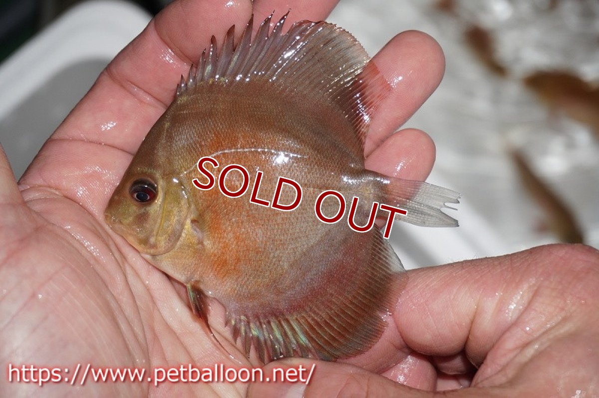 画像5: 【ディスカス】2022ワイルドクロススーパーレッド【10匹】【サンプル画像】8-9cm（生体）国産ディスカス　京都産 (5)