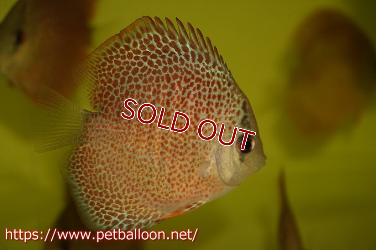 画像3: 【ディスカス】ドラゴンキング【１匹】【サンプル画像】6cm（生体）ペナン　ブリーダーTAN CHEE LOK (3)