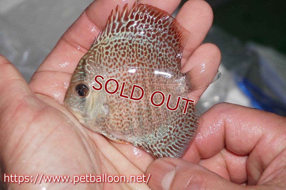 画像4: 【ディスカス】ドラゴンキング【１匹】【サンプル画像】6cm（生体）ペナン　ブリーダーTAN CHEE LOK (4)