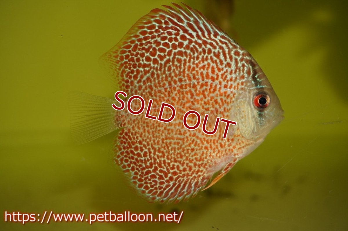 画像2: 【ディスカス】ドラゴンキング【３匹】【サンプル画像】6cm（生体）ペナン　ブリーダーTAN CHEE LOK (2)