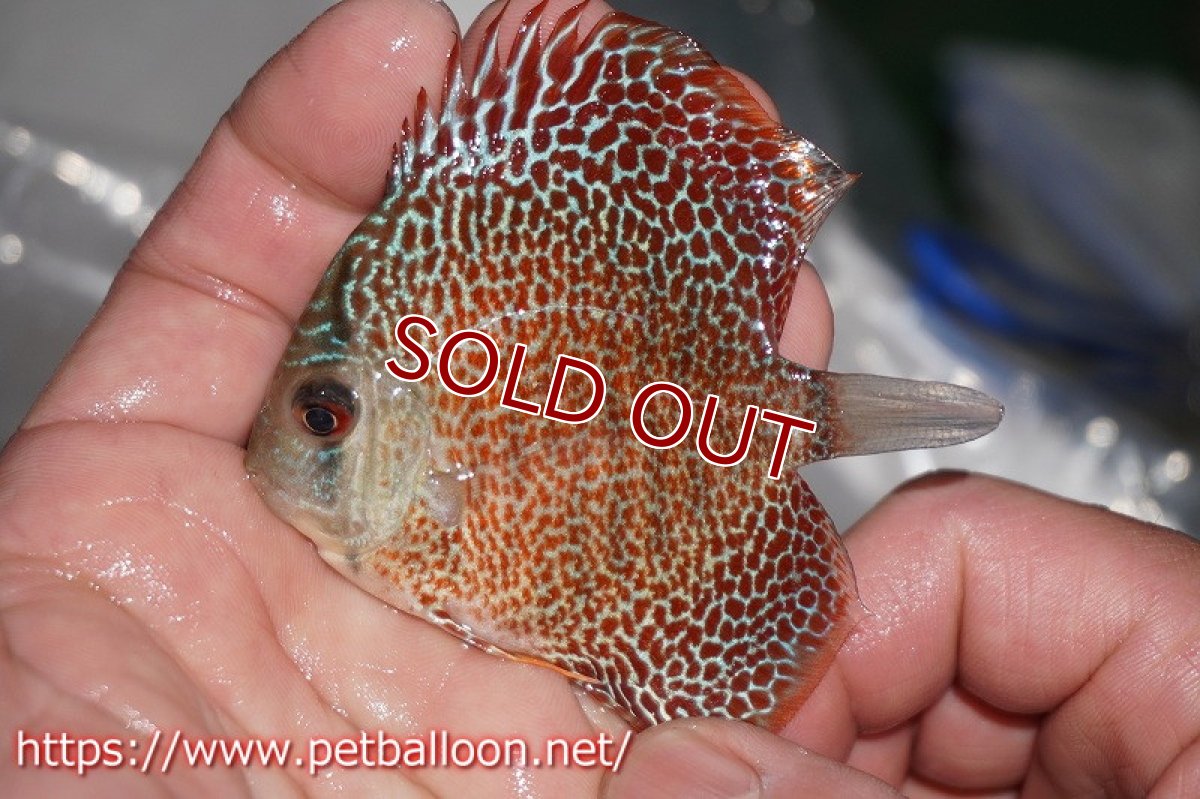 画像5: 【ディスカス】ドラゴンキング【３匹】【サンプル画像】6cm（生体）ペナン　ブリーダーTAN CHEE LOK (5)