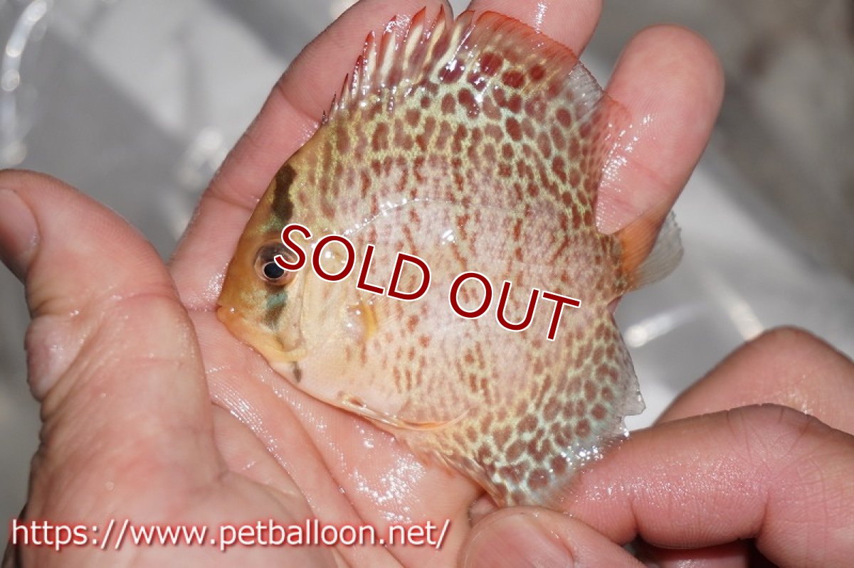 画像5: 【ディスカス】キングコブラ×リングレオパード【１匹】【サンプル画像】6cm（生体）ペナン　ブリーダーTAN CHEE LOK (5)