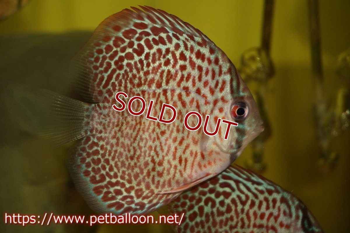 画像3: 【ディスカス】キングコブラ×リングレオパード【３匹】【サンプル画像】6cm（生体）ペナン　ブリーダーTAN CHEE LOK (3)