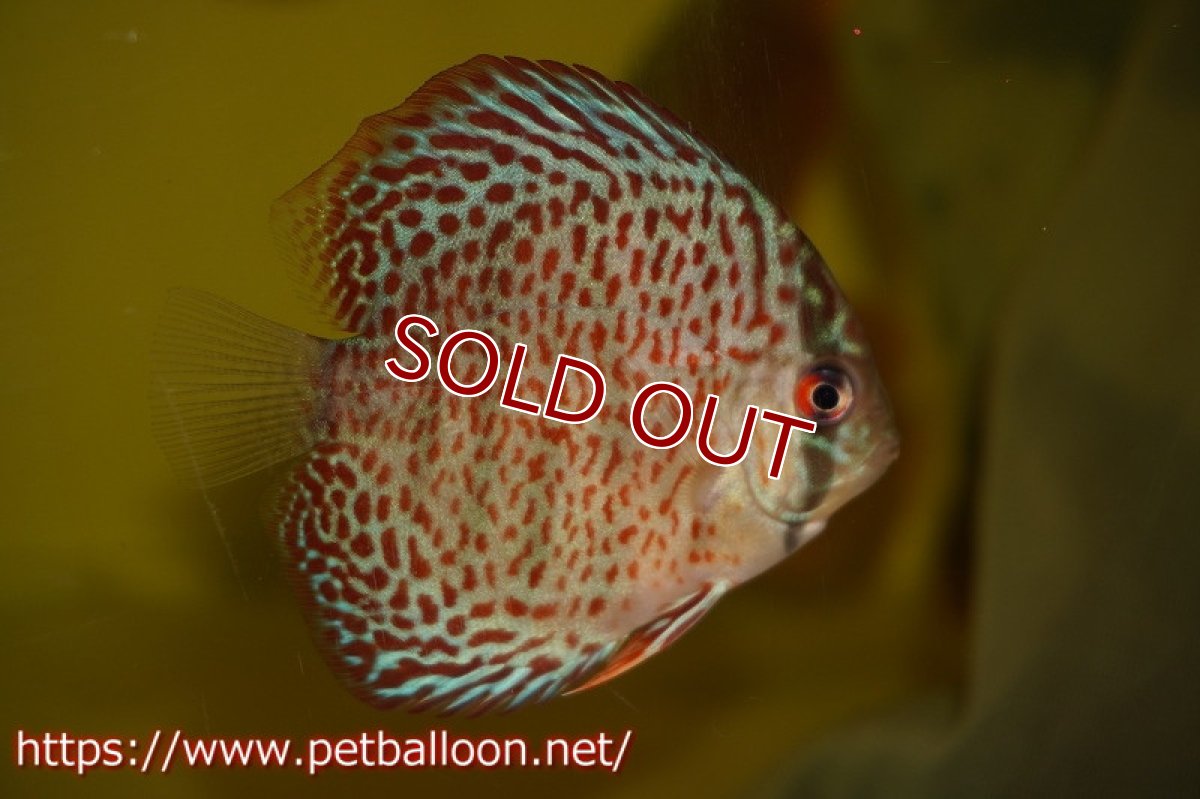 画像2: 【ディスカス】キングコブラ×リングレオパード【５匹】【サンプル画像】6cm（生体）ペナン　ブリーダーTAN CHEE LOK (2)