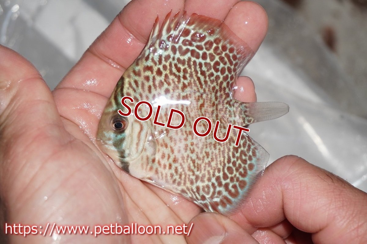 画像4: 【ディスカス】キングコブラ×リングレオパード【５匹】【サンプル画像】6cm（生体）ペナン　ブリーダーTAN CHEE LOK (4)