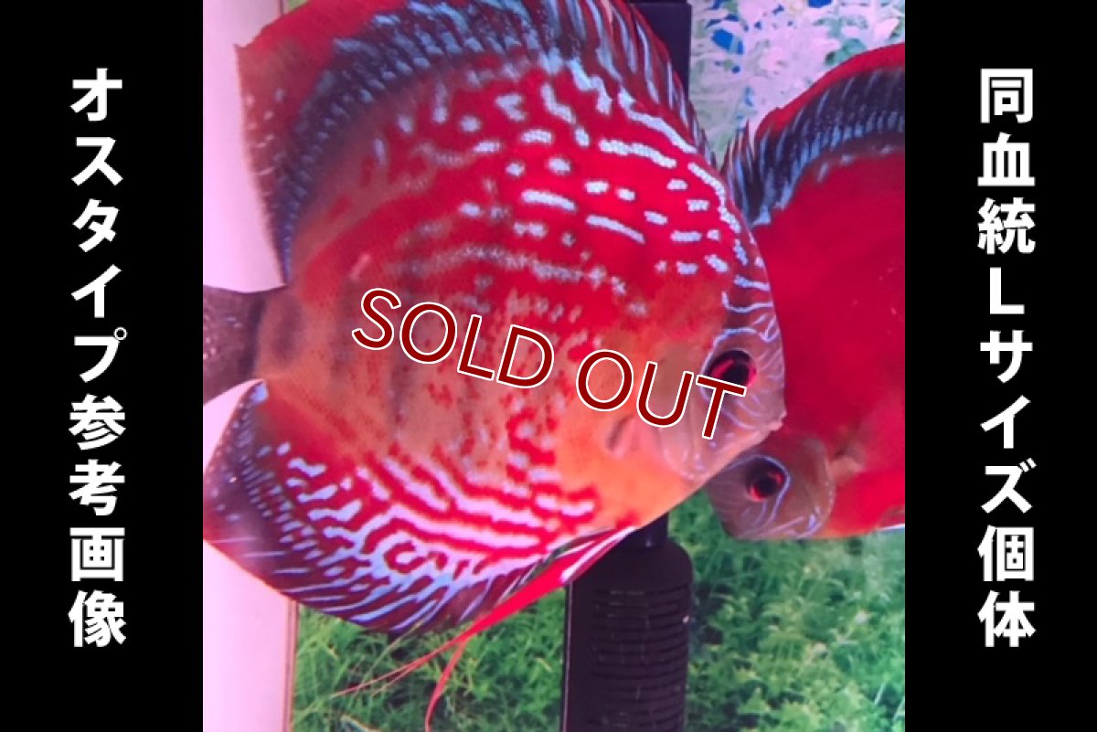 画像7: 【ディスカス】2022ワイルドクロススーパーレッド【３匹】【サンプル画像】9?（生体）国産ディスカス　京都産 (7)