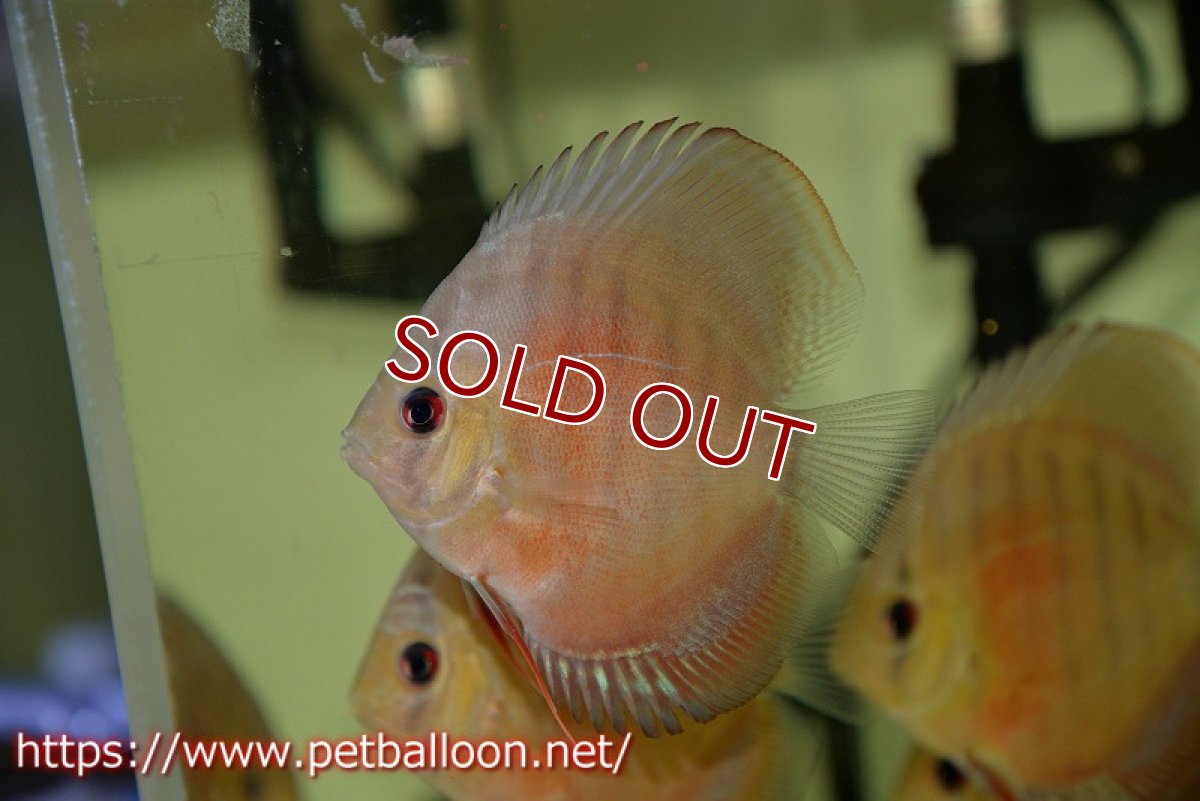 画像2: 【ディスカス】2022ワイルドクロススーパーレッド【５匹】【サンプル画像】9?（生体）国産ディスカス　京都産 (2)