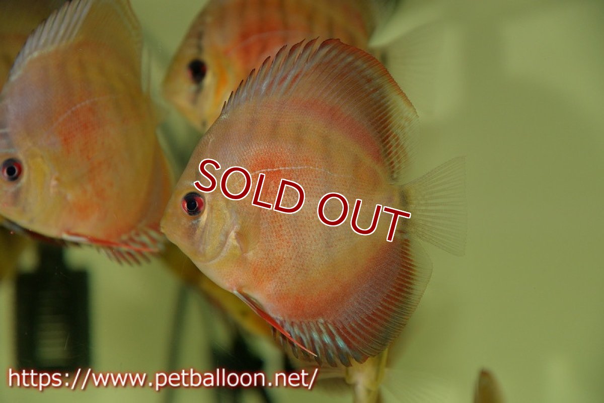 画像3: 【ディスカス】2022ワイルドクロススーパーレッド【５匹】【サンプル画像】9?（生体）国産ディスカス　京都産 (3)