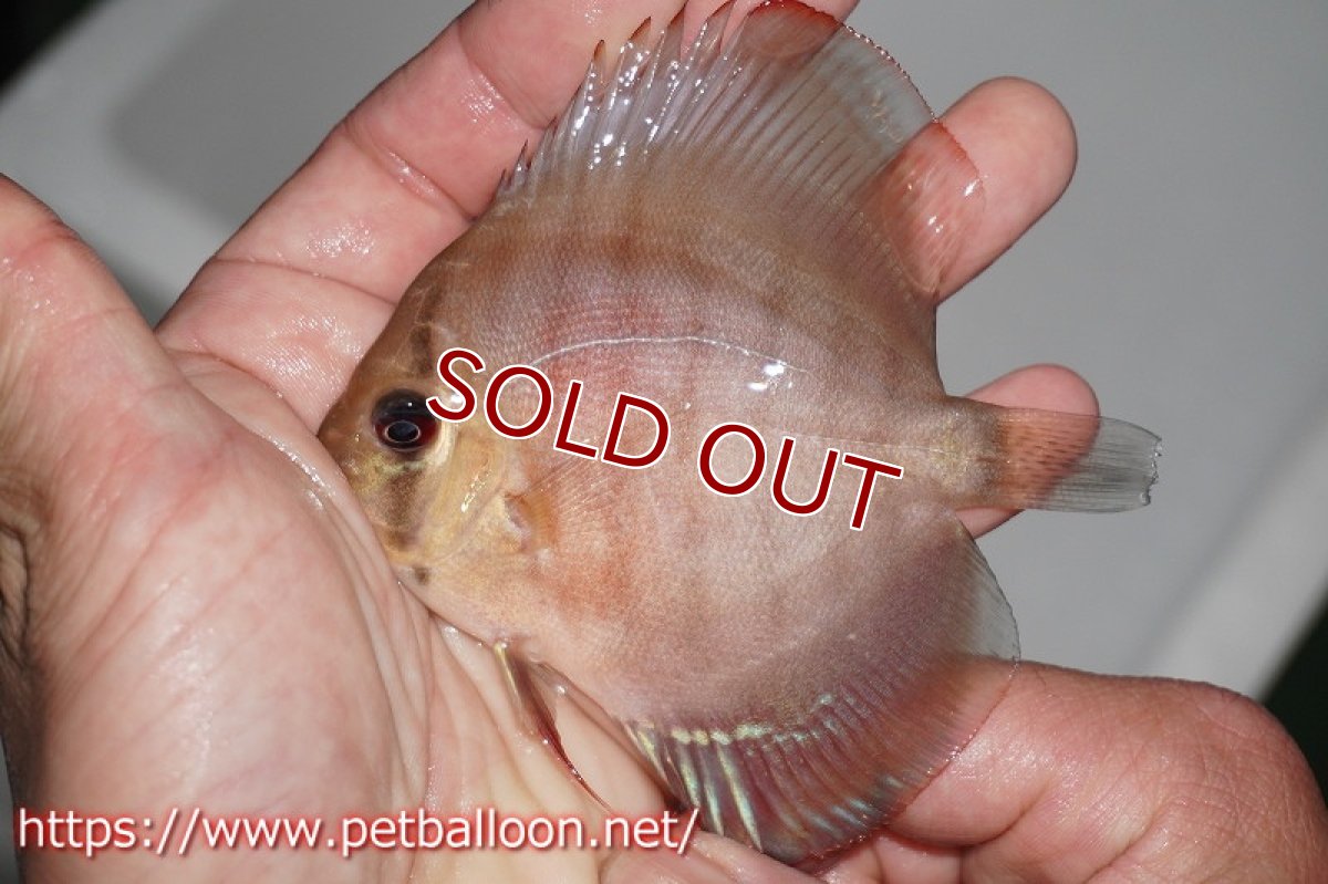 画像5: 【ディスカス】2022ワイルドクロススーパーレッド【8匹】【サンプル画像】9?（生体）国産ディスカス　京都産 (5)