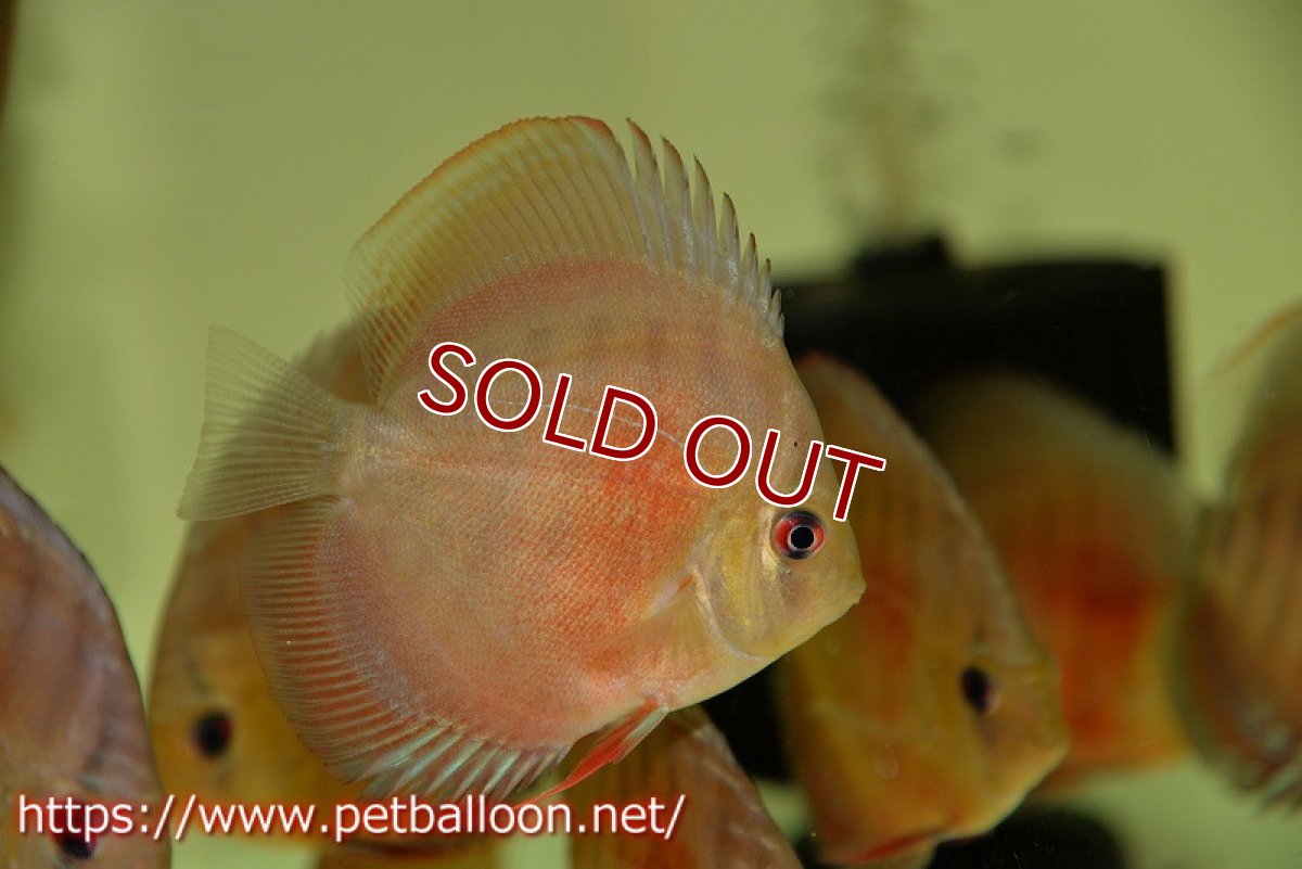 画像4: 【ディスカス】2022ワイルドクロススーパーレッド【10匹】【サンプル画像】9?（生体）国産ディスカス　京都産 (4)