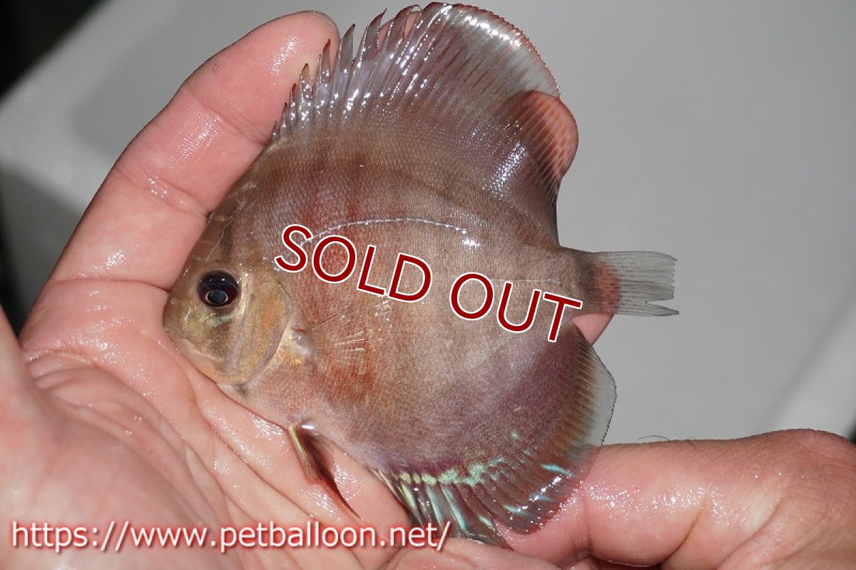 画像6: 【ディスカス】2022ワイルドクロススーパーレッド【10匹】【サンプル画像】9?（生体）国産ディスカス　京都産 (6)