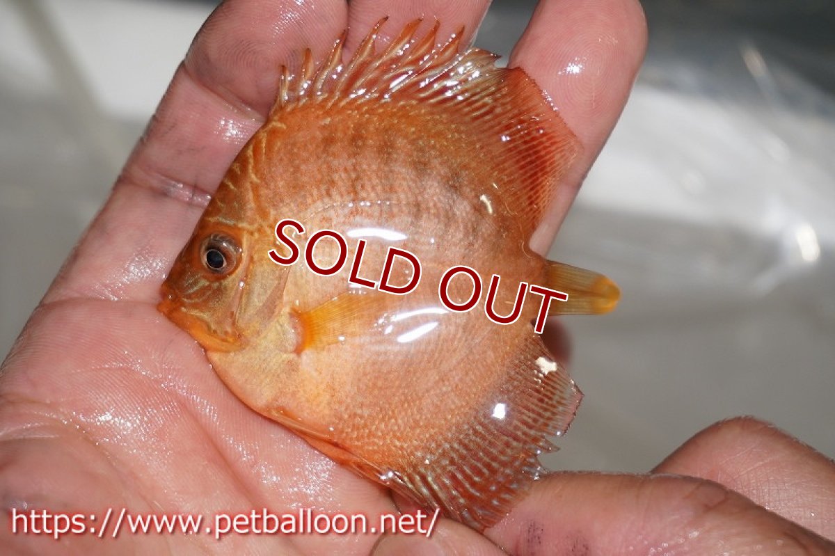 画像2: 【ディスカス】レッドスパイダースネーク【１匹】【サンプル画像】6cm（生体）ペナン　ブリーダーTAN CHEE LOK (2)