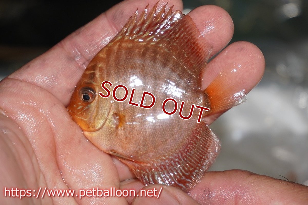 画像3: 【ディスカス】レッドスパイダースネーク【１匹】【サンプル画像】6cm（生体）ペナン　ブリーダーTAN CHEE LOK (3)