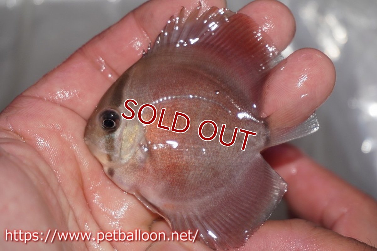 画像2: 【ディスカス】スーパーローズレッド【１匹】【サンプル画像】6cm（生体）ペナン　ブリーダーTAN CHEE LOK (2)