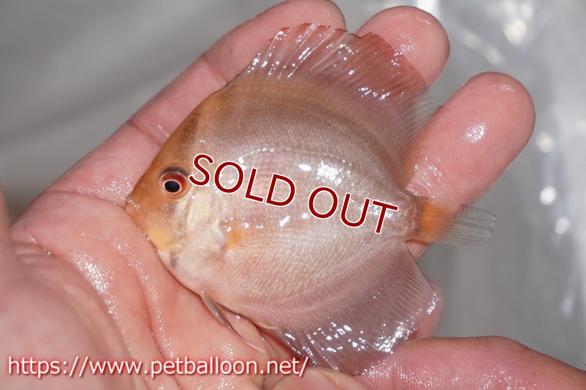 画像3: 【ディスカス】スーパーローズレッド【３匹】【サンプル画像】6cm（生体）ペナン　ブリーダーTAN CHEE LOK (3)