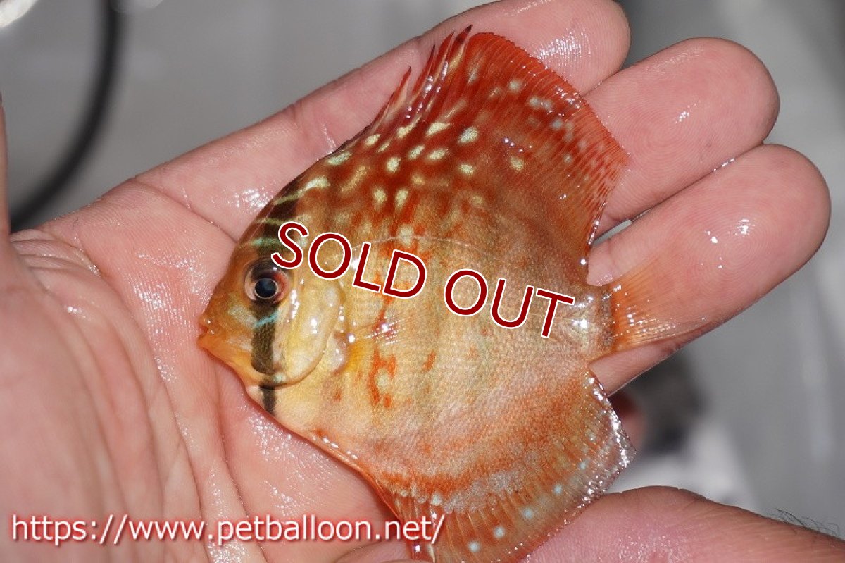 画像3: 【ディスカス】ギャラクシーフレーム【３匹】【サンプル画像】6cm（生体）ペナン　ブリーダーTAN CHEE LOK (3)